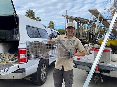 Tallahassee raccoon trapping